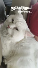  10 percian socialy kind withot voice persian cat
