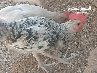  12 فراخ للبيع