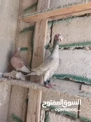  4 متاح فحل جلف قراقطه