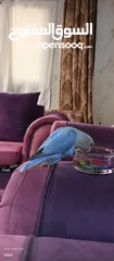  1 روز انثى اليفه طيران حر
