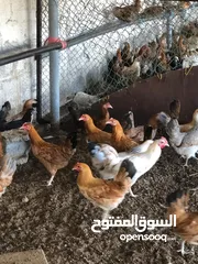  5 دجاج محلي وفرنسي للبيع