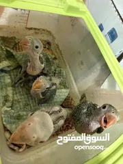  1 فروخ درة هندي