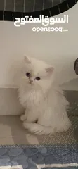  24 Cute Persian and friendly kittins