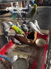  2 عصافير حب...