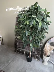  2 Tree Indoor