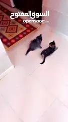  3 قطط شانشيلا للبيع