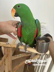  10 Eclectus male parrot