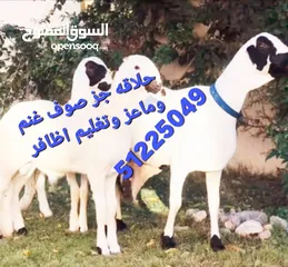  1 حلاقه قص غنم وماعز وتغليم اظافر
