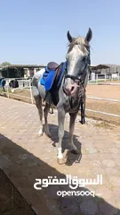  1 horse stallion sale فهل خيل موجود