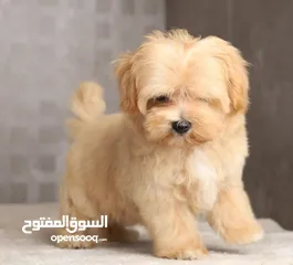  3 Maltipoo  جراء مالتيبو
