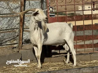  2 فحل صلالي فل فل سمنه الحجم الشوير