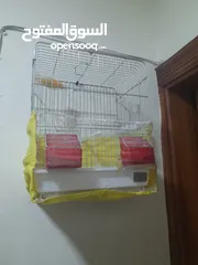  2 طيور كناري للبيع