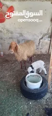  7 نعجه للبيع وراها عبود عمان جاوا