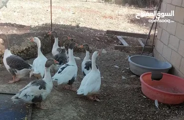  3 دجااج وبط ووز للبيع