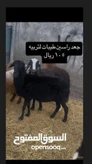  2 جعد رقم تواصل ف وصف