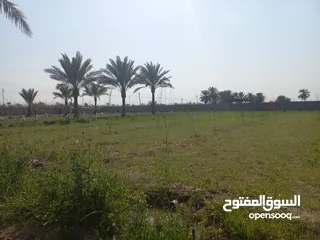  7 مزرعه 5 دونم في بغداد الرضوانيه على شارعين تبليط قرب القطاع الزراعي
