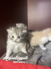  3 50days Ragdoll mix with Persian