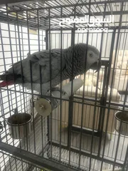  1 ببغاء كاسكو