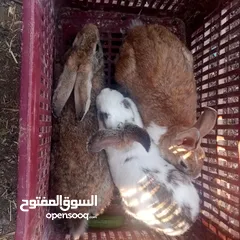  1 ارانب  ذكر  ونثيتين