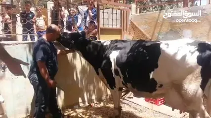  3 ذبح اضاحي  متنقل