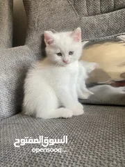  3 قطط للبيع سكوتش