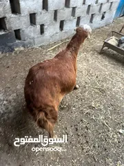  1 ضانه محليه