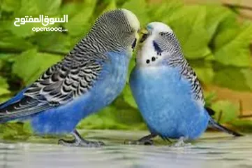  1 جوز حب شغال 100‎%‎ وتحته بيض