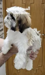  7 Adorable 6-Month-Old Female Shih Tzu Puppy