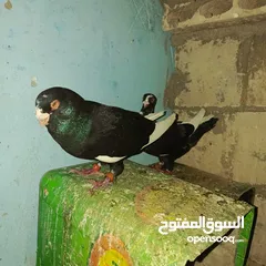  4 حمام زق لناس الغانمه