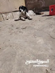  2 كلب صيد عمر 3شهور ونص