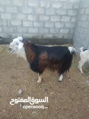  2 غنم للبيع