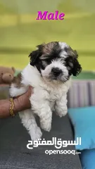  7 CUTE LITTLE HAVANESE PURE BREED PUPPIES