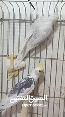  11 مزرعه طيور مميزة