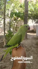  2 للبيع متو اخضر اليف ومتعلم وما يعض  إنتاج البحرين ويصلح للأطفال  ياكل بروحه