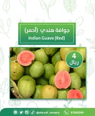  1 شتلات وأشجار الجوافة من مشتل الأرياف أسعار منافسة الأفضل في السوق  امرود کا درخت  guava