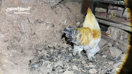  14 ديوك براهما بيور