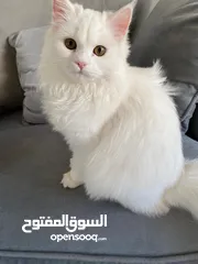  1 قطط هيملايا