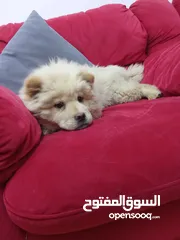 7 تشاو تشاو عدد 3 للبيع