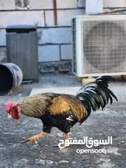  9 ديك عرب للبيع