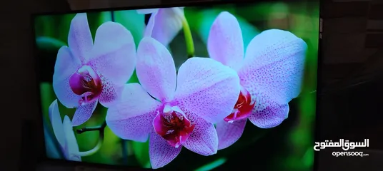  3 شاشه اي فيو 65 سمارت