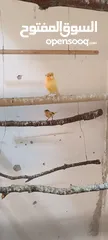  2 طيره بكريه جاهز للبيع او البدل