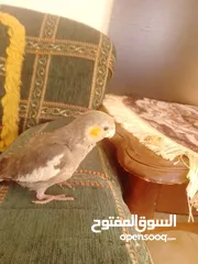  12 ببغاء كوكتيل اليف جدنننننن
