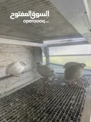  2 يوجد لدينا فر لل بيع