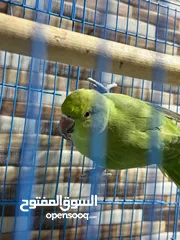  3 للبيع الببغاء الدره