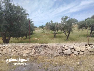  20 دنم مميز بطنا ع شارعين قرب شارع الستين الجديد