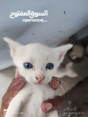  4 kitten 1month aged