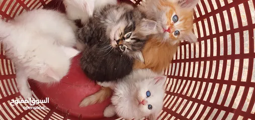  1 قطط مكس هيمالايا شيرازي انضيفه كثير متعوده على اللتر بوكس لعوبه وأليفه       ........