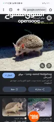  2 موجود قنفذ للبيع