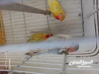  8 مخاليف فيشر اقرأ الوصف