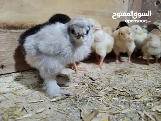  5 Chicks كتاكيت صيصان مكس فرنسي